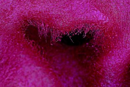 thomas rusch