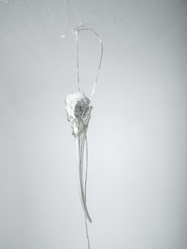 thomas rusch